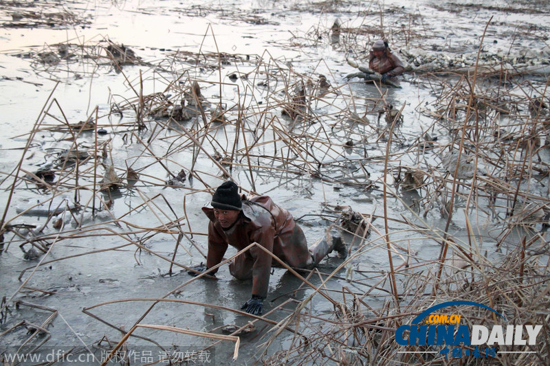 图片故事：冬日里的冰湖挖藕人