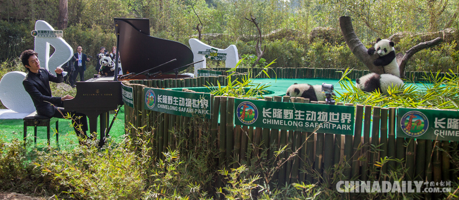 全球唯一大熊猫三胞胎名字公布 李云迪演奏钢琴献祝福