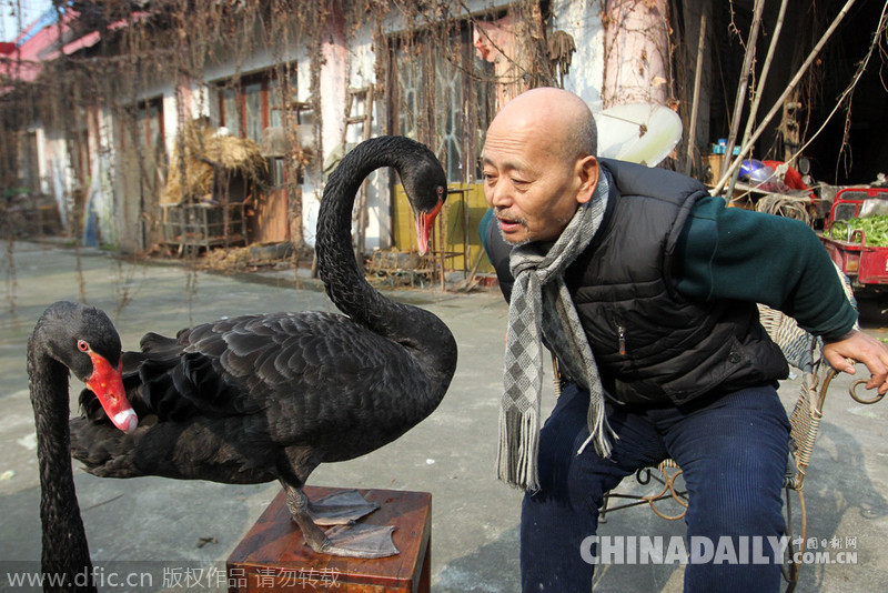 图片故事：重庆61岁老人的黑天鹅情缘