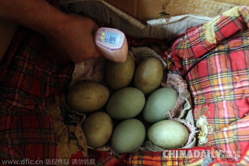 图片故事：重庆61岁老人的黑天鹅情缘