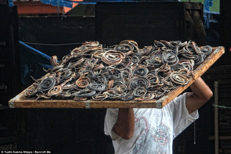 揭露奢华皮包蛇皮来源 印尼蛇类屠宰场惨不忍睹