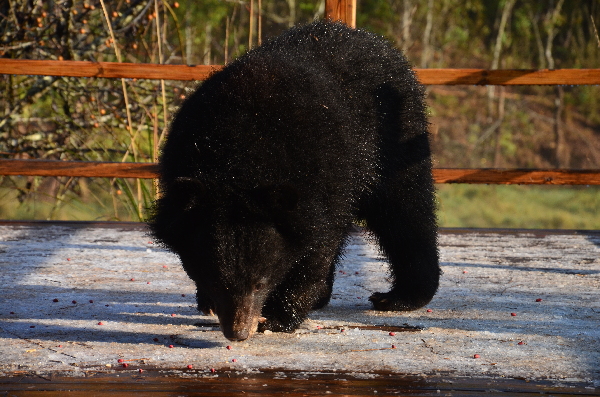 黑熊造访普洱太阳河国家公园冰天雪地中萌态百出
