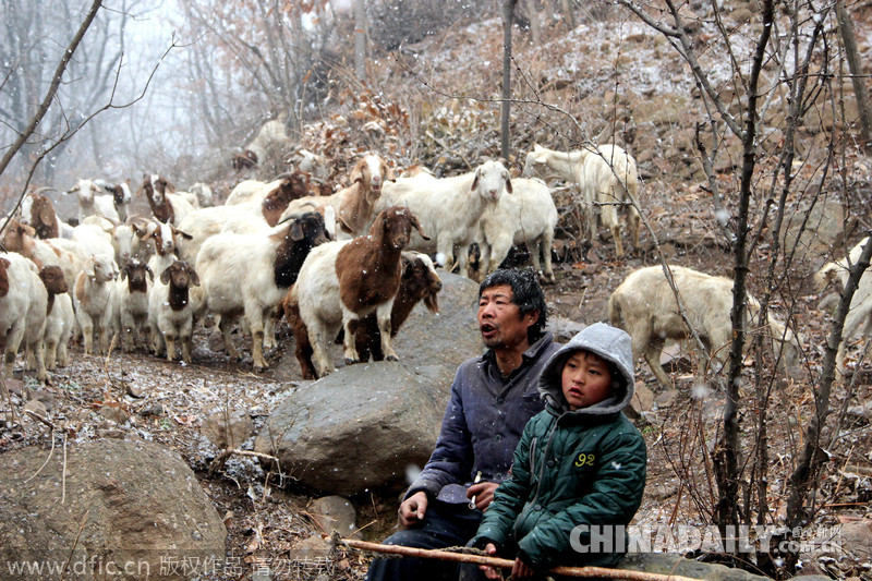 图片故事：8岁羊倌风雪中放羊养家