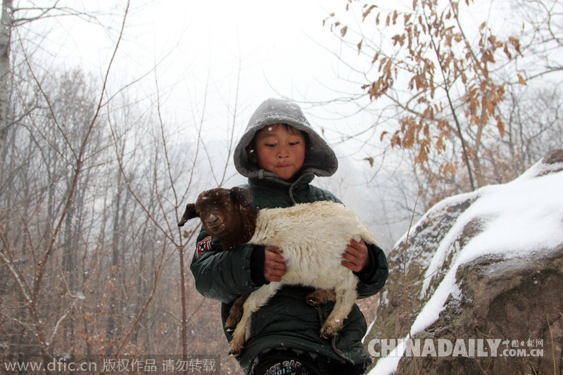 图片故事：8岁羊倌风雪中放羊养家