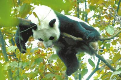 犬瘟热夺命四只大熊猫 四川暂停熊猫近距离接触项目