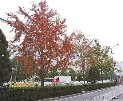 长安街绿化景观水平提升:东长安街银杏将换成国槐