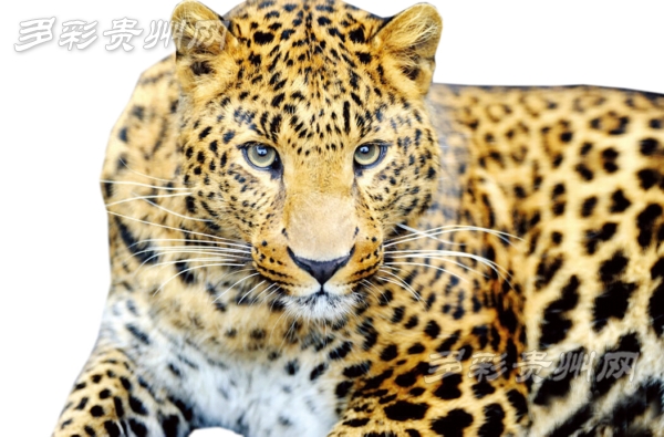 金钱豹年初曾现身赤水 贵州现有珍稀濒危动物120余种
