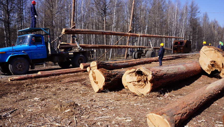 内蒙古大兴安岭停止天然林商业性采伐