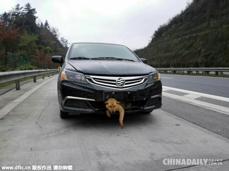 小狗高速上被撞进车身“穿越”400公里大难不死