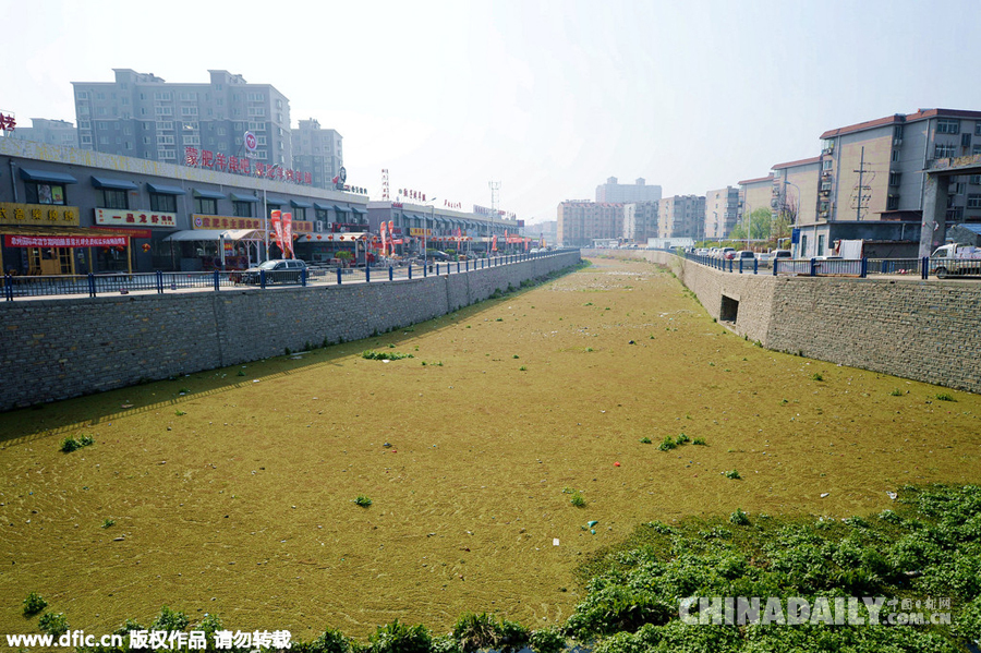 济南：水草疯涨下游聚集 市区河道变身“草原”
