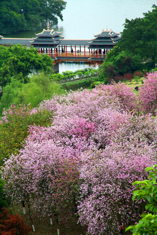 柳州紫荆花照片图片