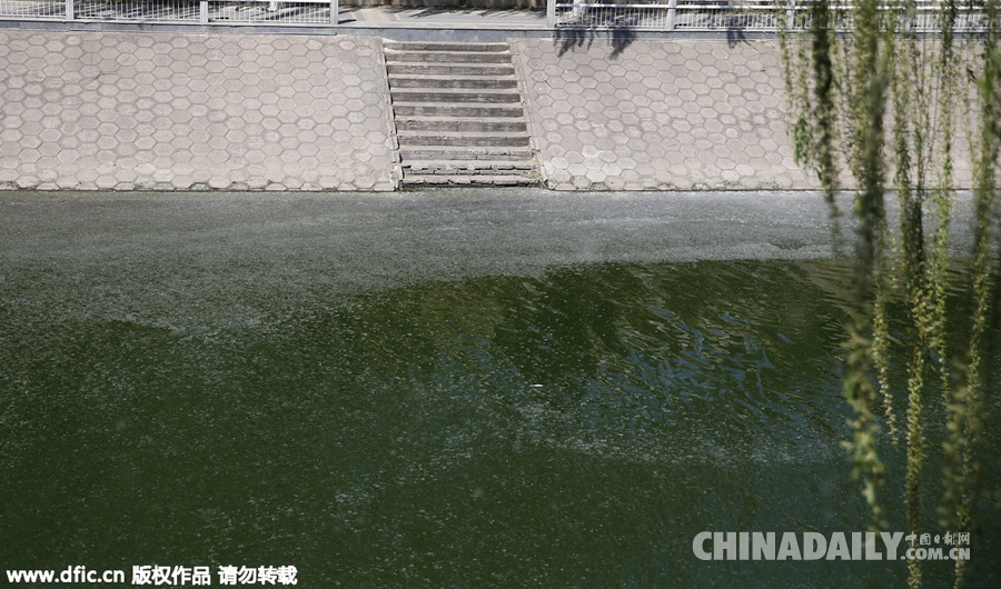 北京柳絮“来势汹汹” 占领护城河