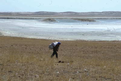 今春北方已现7次沙尘 根源或在过度养羊致草原退化