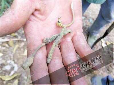 重庆小镇发现虫草 上百村民三天掏空百亩山林