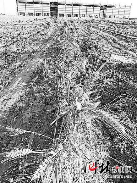 沙河村民4亩多小麦一夜被毁
