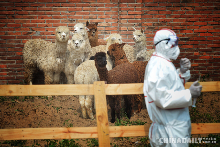 北京9头进口羊驼查出疫病被“安乐死”
