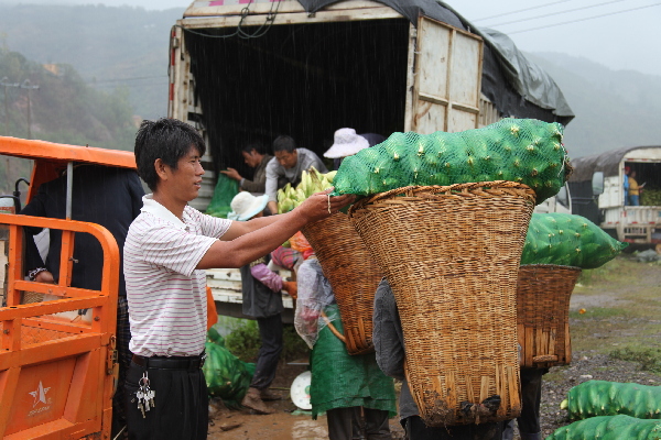 昆明东川区500吨甜脆玉米促农增收