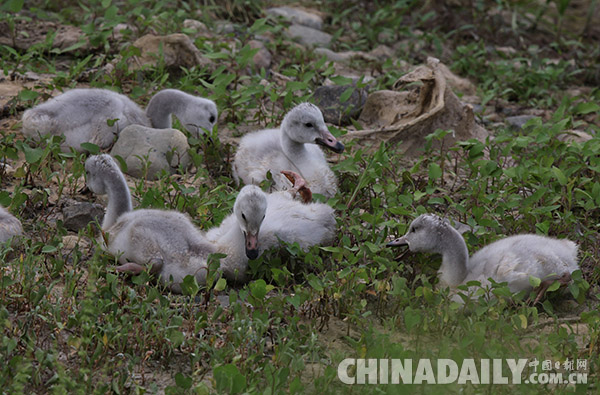 三门峡六只自然繁育小天鹅满月 专家称“破天荒”