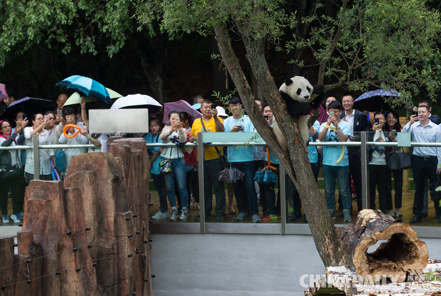 两只大熊猫落户长春 与游客见面