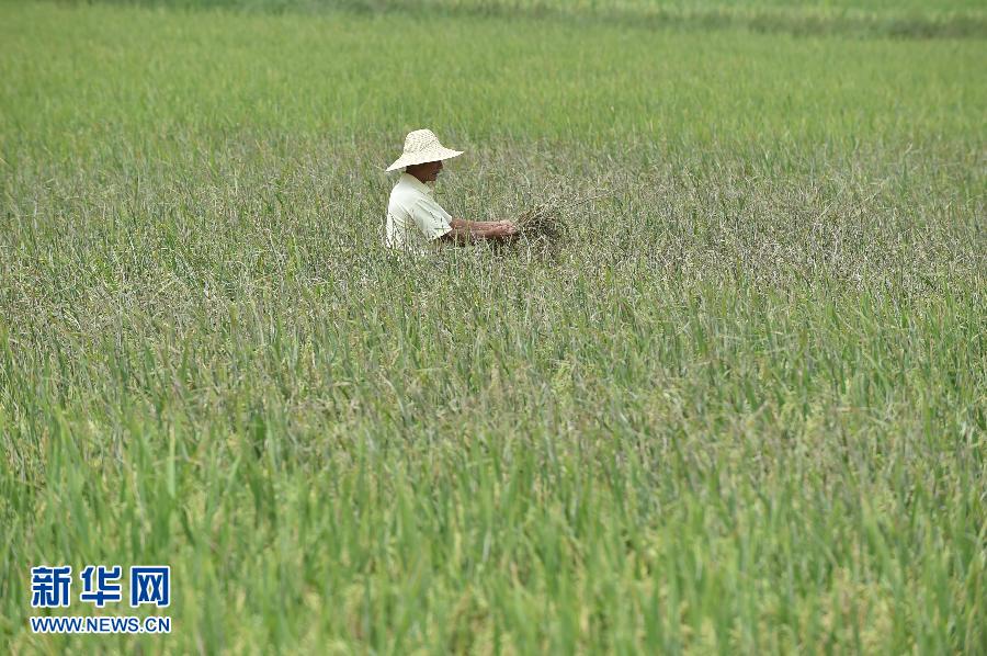 安徽早籼稻亩产减少 种植收益下降