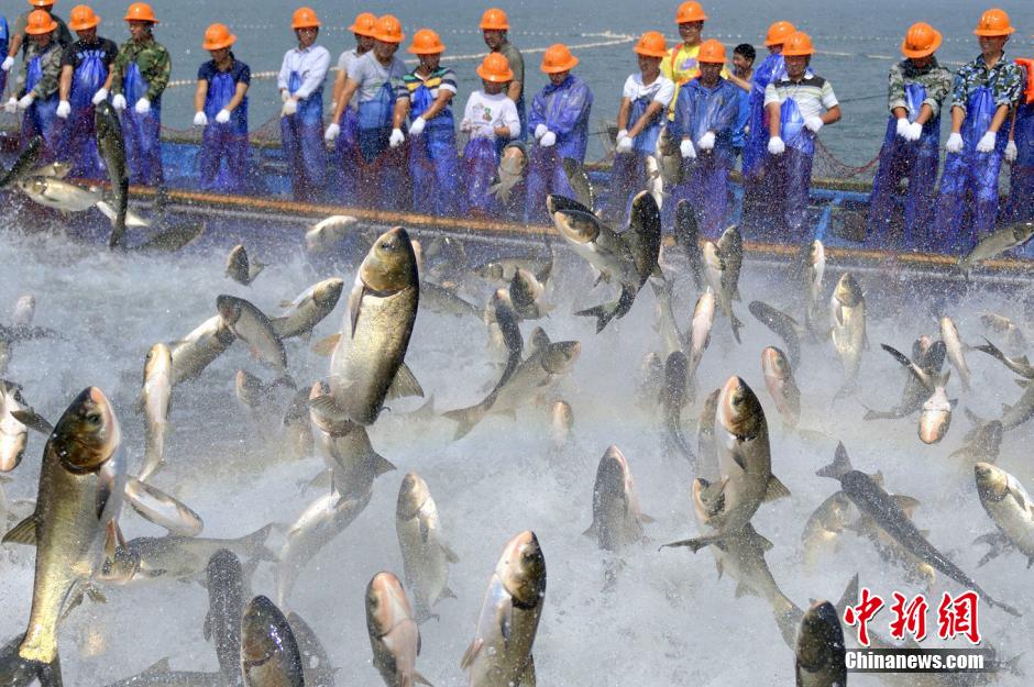 浙江杭州千岛湖巨网捕鱼 鱼群沸腾场面壮观
