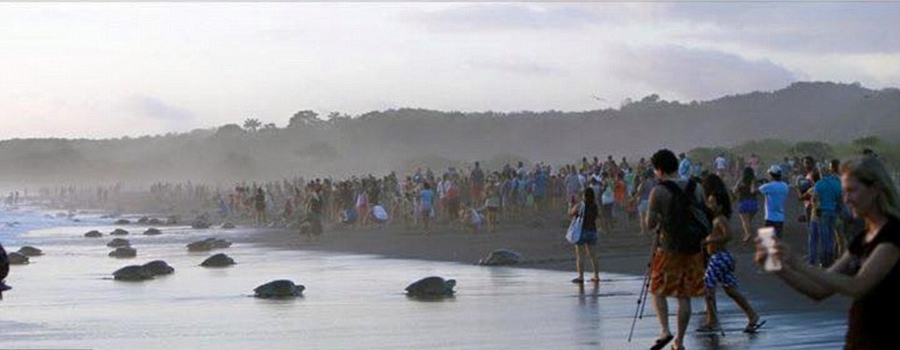 游客阻挡濒危丽龟上岸致其产卵难