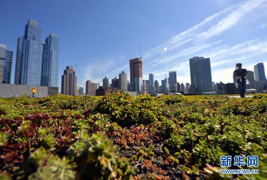 纽约最大的“绿色屋顶”投入使用