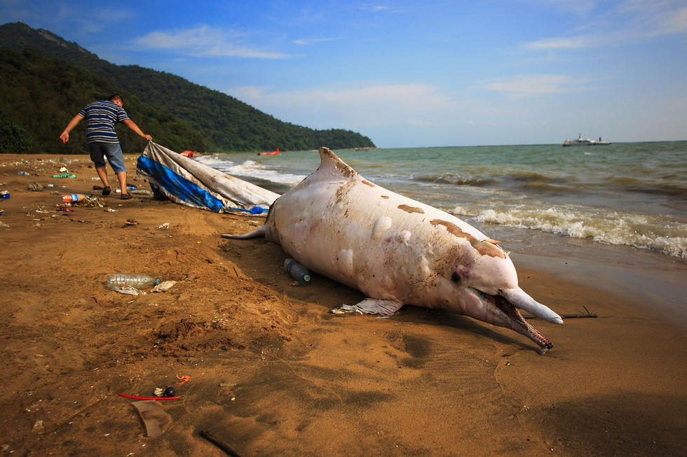 一只中华白海豚在深圳海滩搁浅死亡