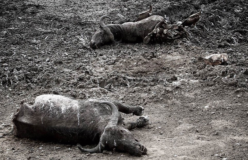 英国摄影师记录非洲野生动物生存惨境