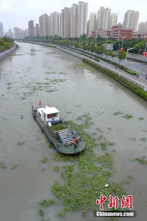 苏州河内水葫芦提前爆发 一天打捞515吨