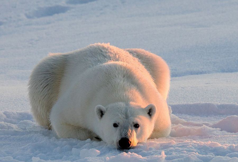 北极熊被困破碎浮冰 极地旖丽风光折射残酷现实