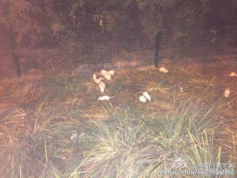 北京奥林匹克森林公园惊现大量白鼠