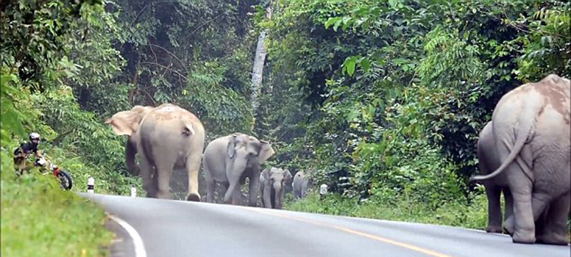 泰国摩托车噪音激怒象群 车手遭大象围攻弃车逃命