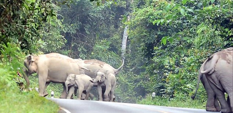 泰国摩托车噪音激怒象群 车手遭大象围攻弃车逃命