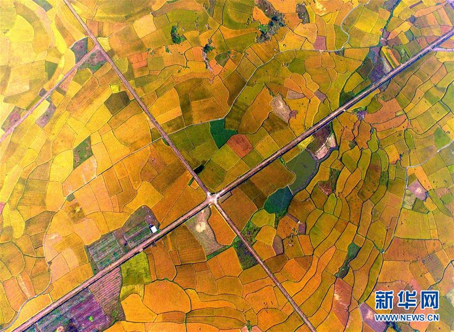 “飞阅”广西：航拍红土地上的农业奇观