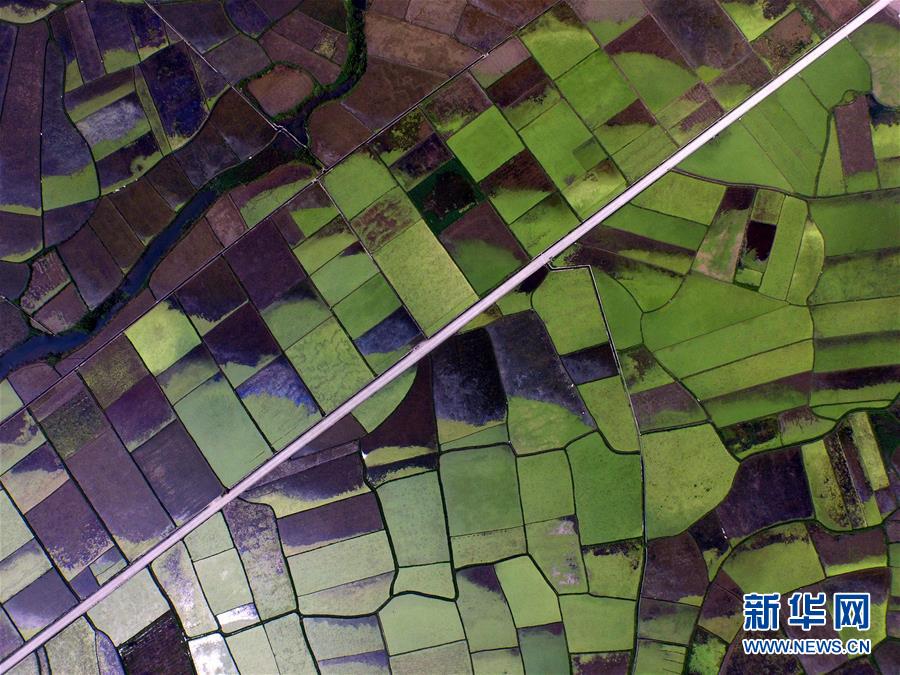 “飞阅”广西：航拍红土地上的农业奇观