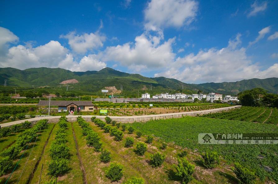 贺街镇新兴寨：“百年菜乡”的现代农业发展路