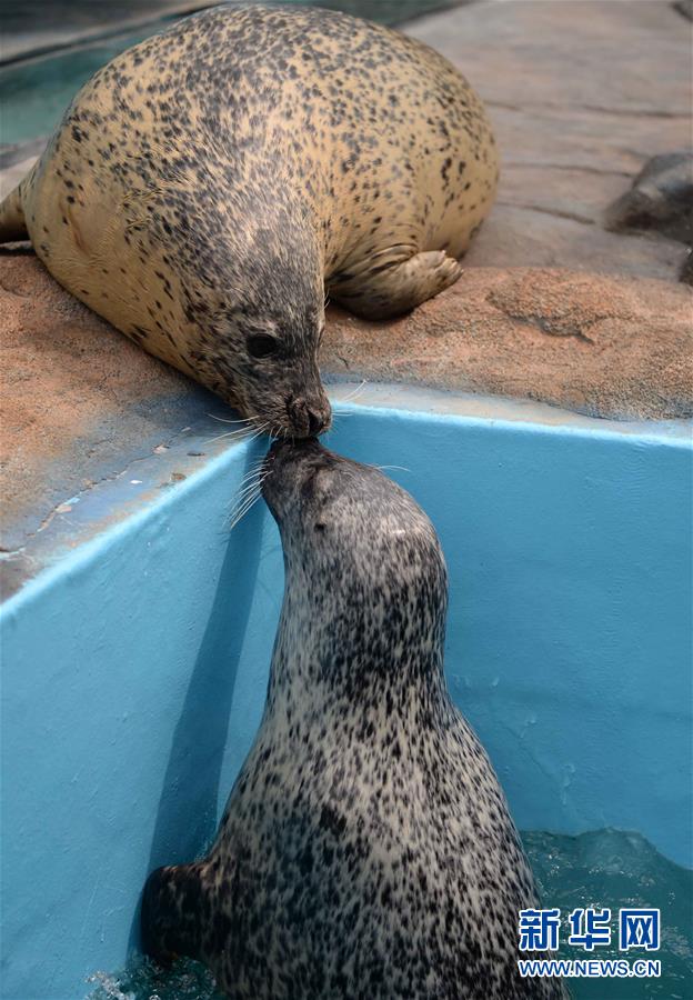 哈尔滨极地馆新进6只海豹集体首次亮相