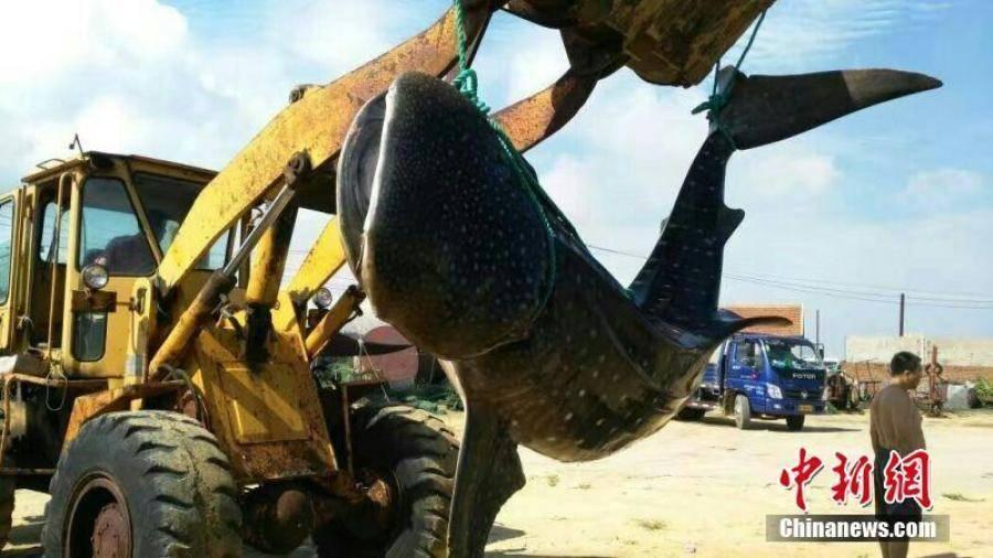 山东渔民近海捕获约1.5吨重鲸鲨 撞网搁浅死亡