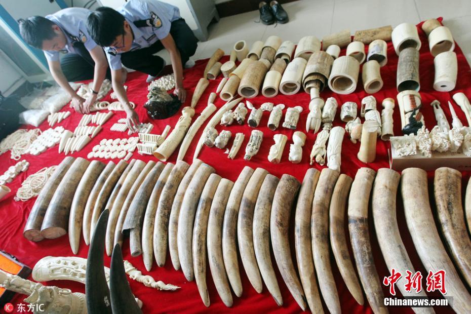 河南破获野生动物制品案 象牙犀牛角超1200万