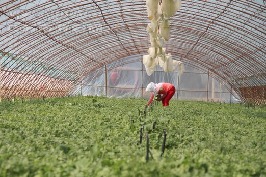 百泉镇农民专业合作社种植反季节蔬菜效益好