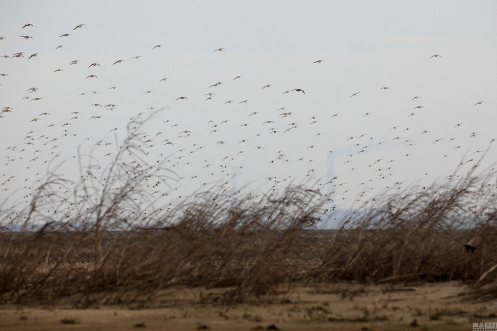 福建泉州一湿地栖息冬候鸟达3万只以上