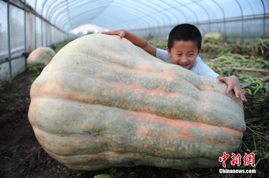 安徽560斤巨型南瓜亮相 有一个小孩那么高