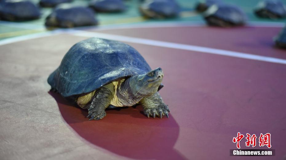 广西防城港边防查获18只亚洲巨龟
