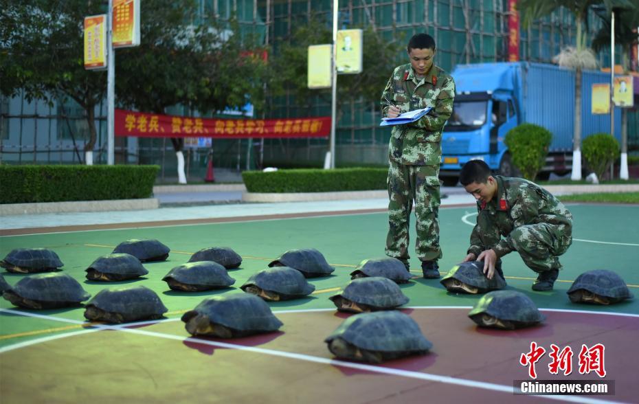 广西防城港边防查获18只亚洲巨龟
