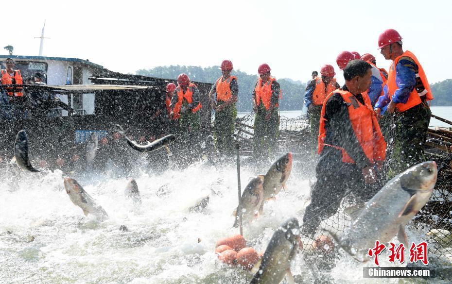江西仙女湖“巨网捕鱼”：拦、赶、刺、张