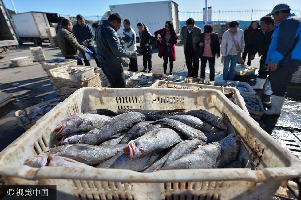 青岛渔港万斤鲜鱼等待装运