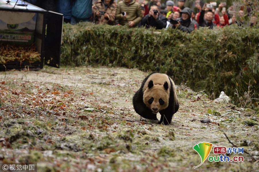 四川大熊猫“八喜”“映雪”被放归 出笼后迅速跑进山林