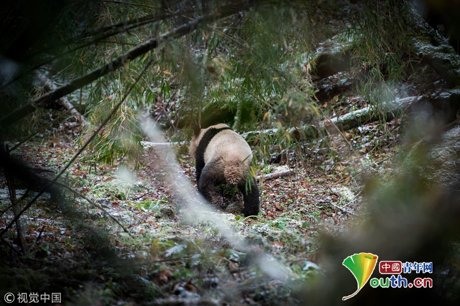 四川大熊猫“八喜”“映雪”被放归 出笼后迅速跑进山林