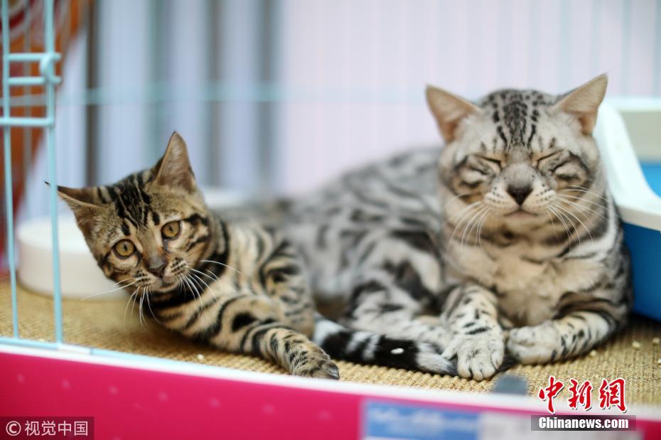 济南举办名猫展 最贵宠物猫身价高达20万元